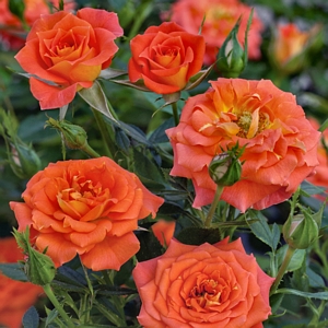 Rose Miniature Mandarin Sunblaze